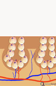 Side Effects Of Cancer Treatments Cancerquest