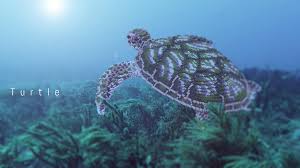 I could use superflat, but that would be a little strange because it is just an endless plain. Team Alvyre On Twitter New Little Build A Big Minecraft Turtle Escaped From Our Last Project
