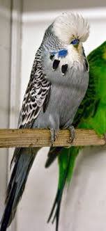 Awbbudgies Travels Alan Adams Muhabbet Kuslari Kus Kusu