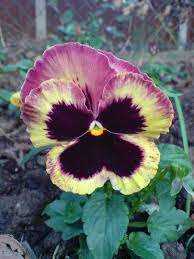 Viola Photos Winter Pansy Winter Pansies Pansies Garden Pictures
