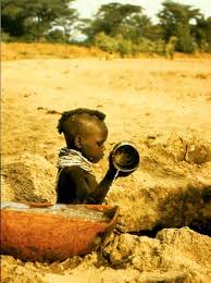 Image result for Plicosepalus sagittifolius