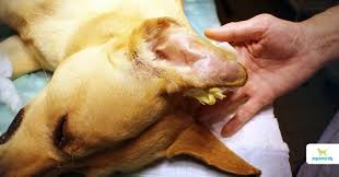Image result for abscess dog's ear flap