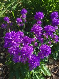 Campanula Dwarf Canterbury Bells Campanula Plants Flowers