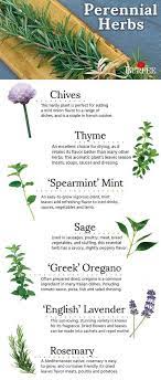 Perennial Herbs Plant Once And These Herbs Will Come Back Year After Year Discover More At Http Www Burpee Com Herbs Perennial Herbs Planting Herbs Herbs