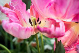 Join The Spring Shift At The Muttart Conservatory March 5 Through April 10 2016 The Feature Pyramid Display Is Swing Into Spri Conservatory Daffodils Tulips