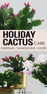 The difference between thanksgiving cactus christmas cactus easter cactus. How To Care For Your Holiday Cactus Christmas Thanksgiving Or Easter