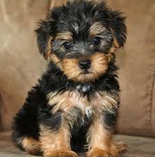 Are you searching for a healthy teacup puppy for adoption? Mini Teddy Bear Puppies Information Mini Teddy Bear Puppy Breeds