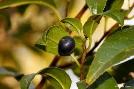 Image result for Rhamnus prinoides
