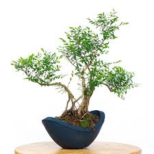 Image result for Phyllanthus udoricola