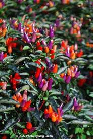 Being taller and the foliage darker than the other 'explosive' ornamental peppers, it can be planted in beds in the background with the other cult. Capsicum Annuum Explosive Ember Ornamental Pepper Stuffed Hot Peppers Stuffed Peppers Chilli Plant