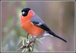 Bird With Red Cheeks A Z Bullfinch Bullfinch Birds Beautiful Birds