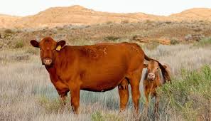 How much meat is on a 1200 pound steer?1000 pound steer1400 pound steertotal costs$465 estimated$620 estimatedave butcher cost per pound$0.90 per pound. What To Do With Cows That Have Lost Calves Unl Beef