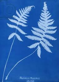 Image of Cyanotype of Polypodium phegopteris, 1853