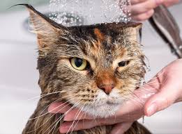 How To Get Your Cat Used To Water Figo Pet Insurance