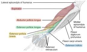The elevated mass of the ridge muscles is the biggest thing contributing to the asymmetry in the forearms. 11 Muscles Of The Forearm Simplemed Learning Medicine Simplified