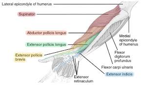 Forearm flexion forearm flexion is rotation in the anatomic plane such that the radius and ulna move anteriorly. 11 Muscles Of The Forearm Simplemed Learning Medicine Simplified