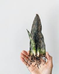 Image result for Sansevieria kirkii