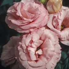 Image result for eustoma flamenco