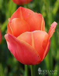 Stunning Apricot Single Early Tulip Tulip Bulbs For Sale Tulips Planting Bulbs