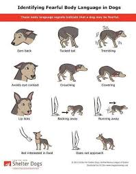 Fearful Dog Behavior The Mutt Room Whole Dog Living Dog Body Language Dog Behavior Dog Language