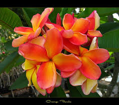 Rare Flowers The Plumeria Orange Fanta Rare Flowers Plumeria Flowers Plumeria Tree