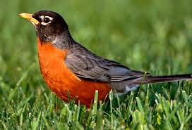 Backyard Birds Of East Texas American Robin Standing In Grass Field Photo By Arthur Morris The Robin Is A Migratory Songbird Of The Thrush Family Desc American Robin Birds Robin Bird