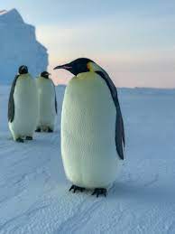 Антарктида - край непуганых пингвинов