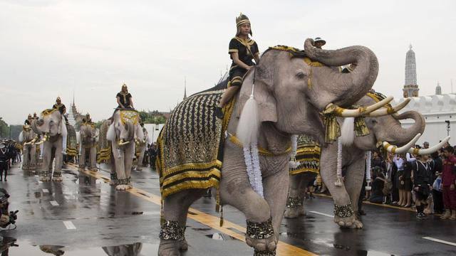 Hasil gambar untuk gajah thailand