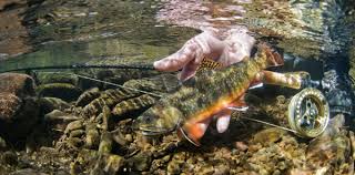 All rainbow trout on the u.s. Brook Trout Fishing In Maryland