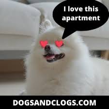 Cats of all breeds make great pets for apartments, as long as they have friendly dispositions. Are Pomeranians Good With Kids 7 Things You Should Know