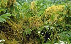 Image result for Cuscuta cassytoides