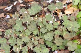 Image result for Oxalis corniculata