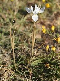 Image result for Moraea schimperi