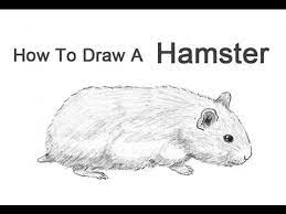 How To Draw A Hamster - Youtube