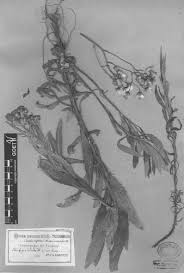 Image result for Senecio polyanthemoides