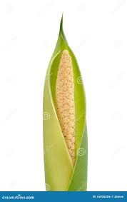 Image result for dieffenbachia flower