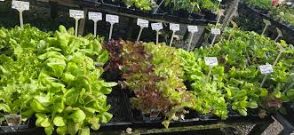 Image result for Echinacea Lustre hybrids