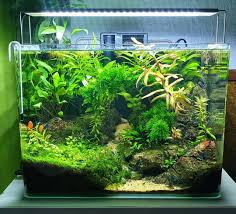 Shrimp Tank In 2020 Shrimp Tank Betta Fish Tank Shrimp