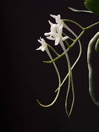 Image result for Mystacidium venosum