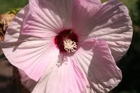 Image result for Hibiscus kirkii
