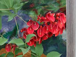 Image result for Erythrina crista-galli