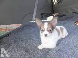 Everything you need to know about chihuahua dogs, including training tips, health problems, grooming tips, fun info and lots of photos of chihuahua. Chihuahua Puppies For Sale Dayton Ohio Petsidi