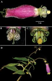 Image result for Microcoelia koehleri