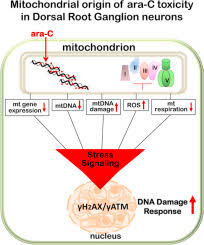 Share photos and videos, send messages and get updates. Neurotoxicity Of Cytarabine Ara C In Dorsal Root Ganglion Neurons Originates From Impediment Of Mtdna Synthesis And Compromise Of Mitochondrial Function Sciencedirect