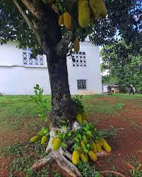 This Jackfruit Tree Is So Fertile Even The Roots Starts To Bear Fruit R Natureisfuckinglit
