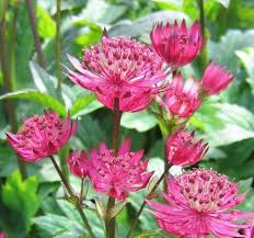 Plant Nursery Garden Design Avant Gardens Nursery Design