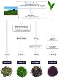 Tea A Worthwhile Popular Beverage Crop Since Time