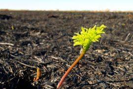 Image result for Loudetia kagerensis