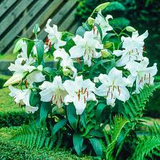 Image result for Culcasia orientalis