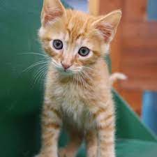Top free images & vectors for pet shop near me cat in png, vector, file, black and white, logo, clipart, cartoon and transparent. Polly S Pets